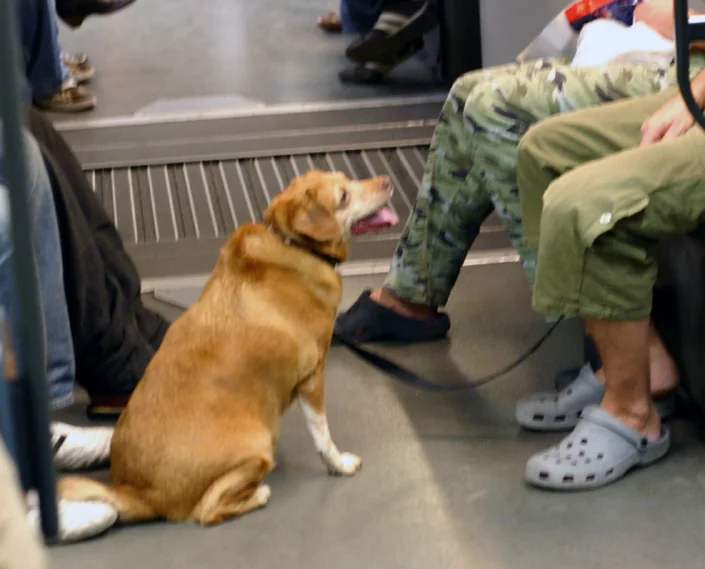 Dog at Metro Barcelona